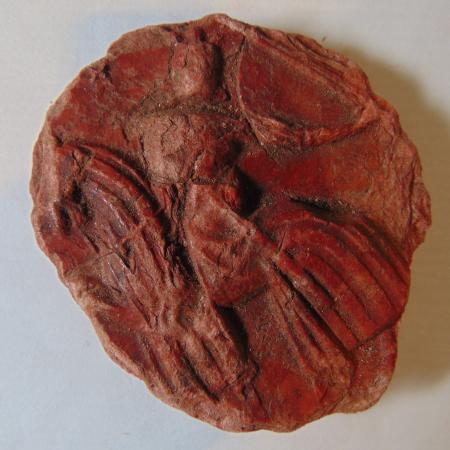 Sello menor Jaime II ACA 74 adverso